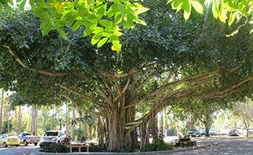 50th ANNIVERSARY FACT: A Tree Grows in Naples